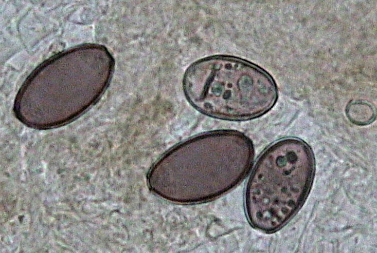 Psilocybe subcoprofila (Britz.) Sacc.